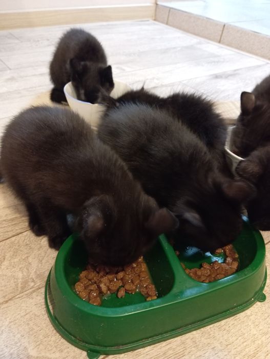 Котята в добрые руки