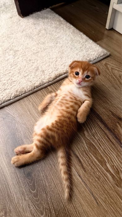 Вислоухие котята