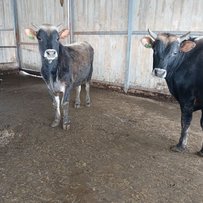 Бычки Джерсейской породы