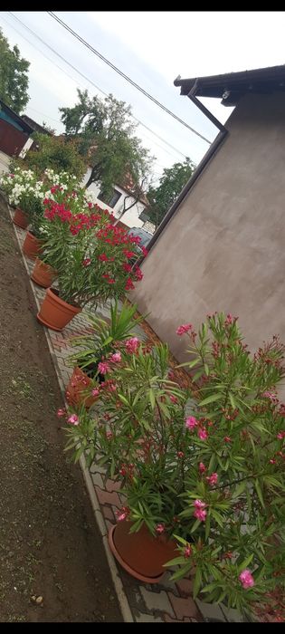 Leandri de vănzare 250 buc