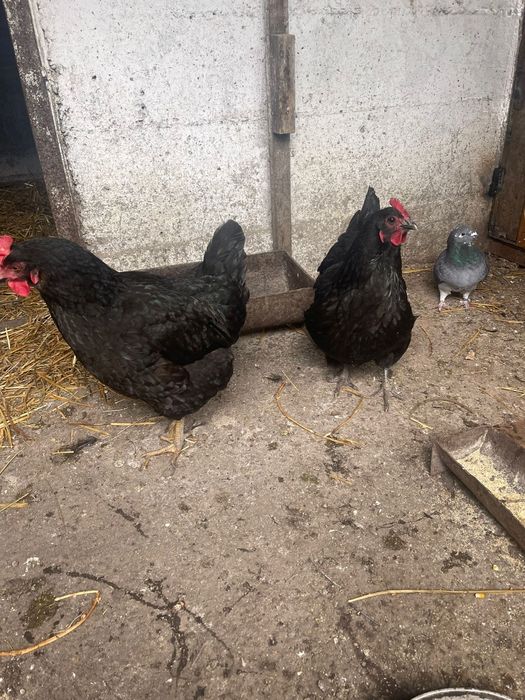 Vând găini Australorp