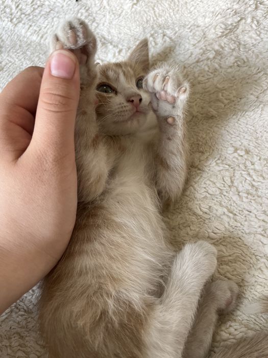 отдаю котенка, девочку