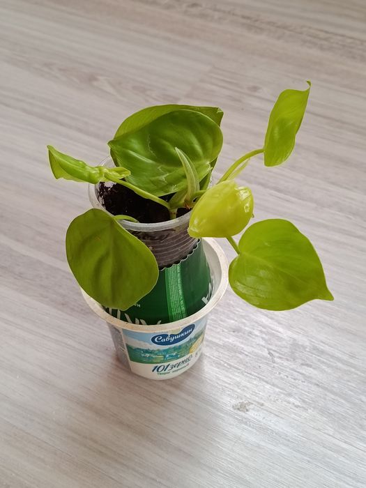 Продам комнатные цветы