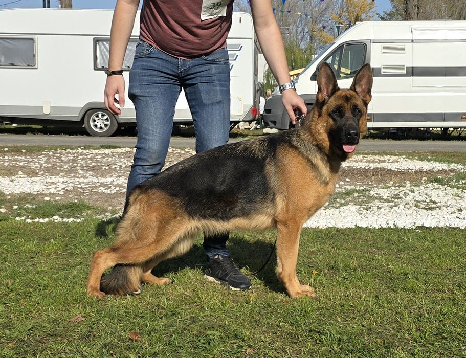 Vand mascul Ciobanesc German