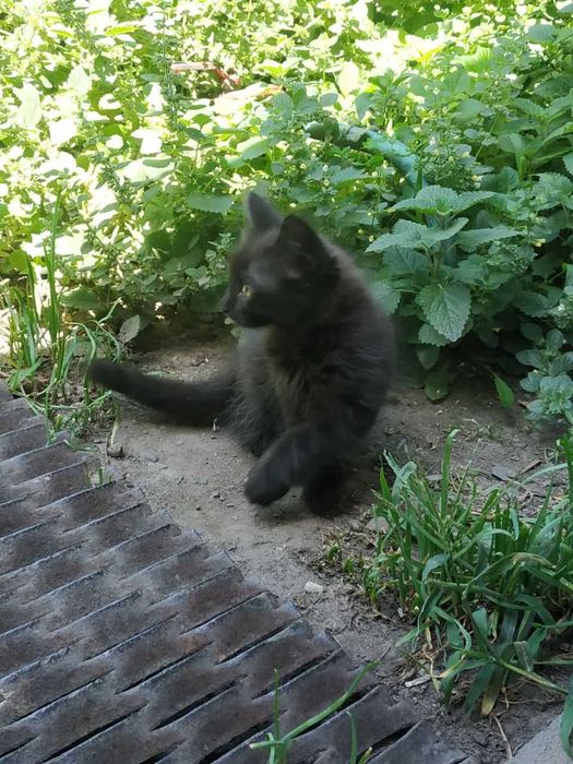Котята в любящие руки
