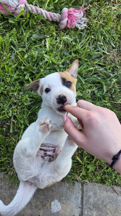 Две енергични мъжки Джак Ръселчета!