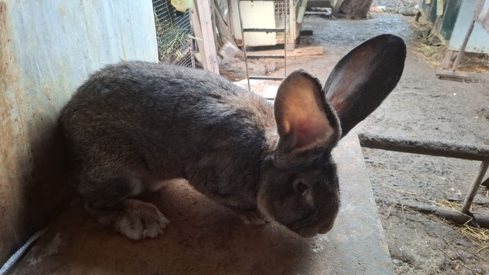 Mascul urias gri german