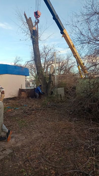 Продам ствол карагача