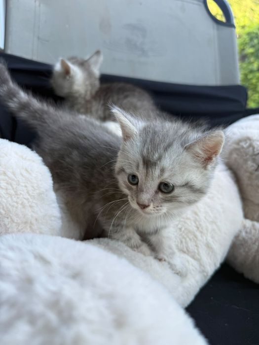 Очаровательные котята ищут любящие семьи