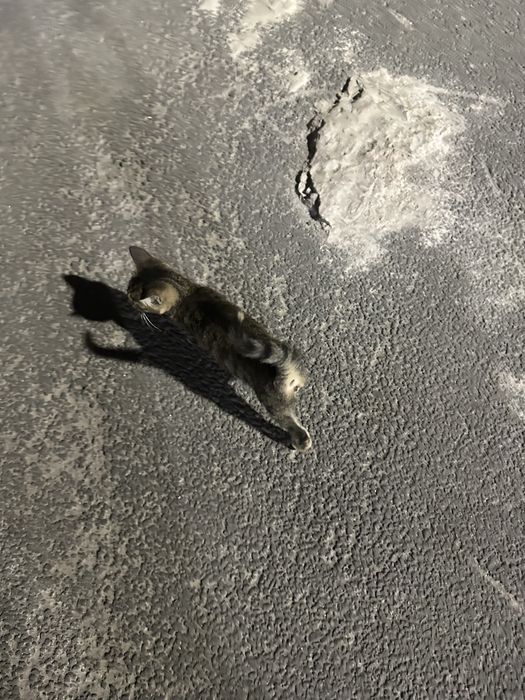 Ласковый котенок