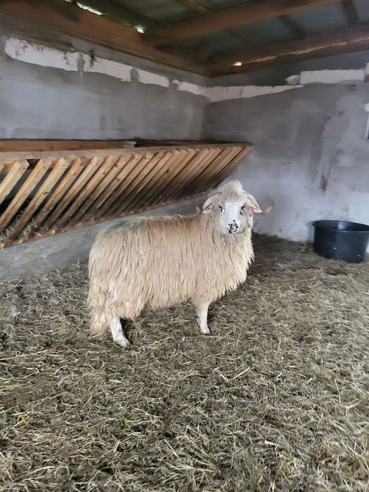 Berbecuț noatin turcan