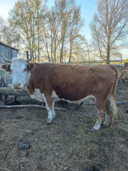 Продам корову на мясо