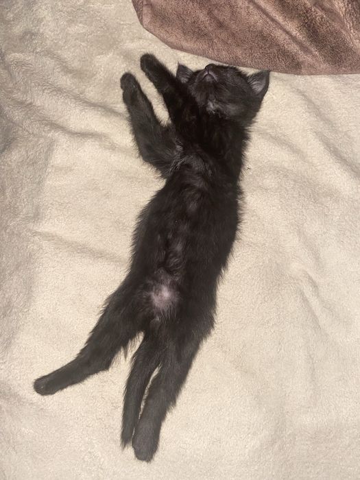 Отдам котёнка в добрые руки