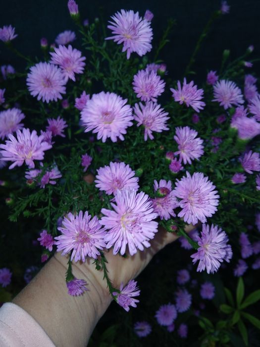 Aster la ghivece de vanzare