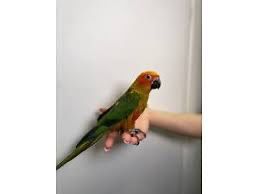 Солнечная  аратинка ручные ‼️