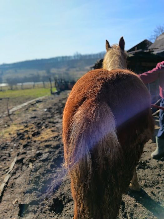 De vanzare iapa si manz