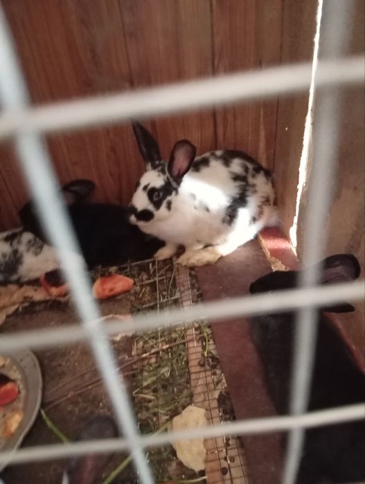 Ayol quyonla sotiladi