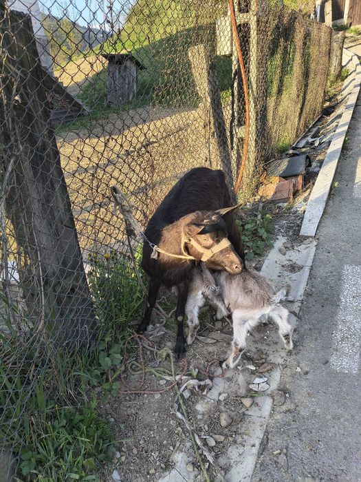 Animale capre de lapte