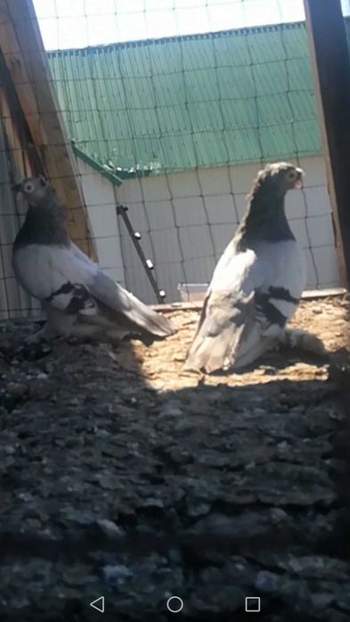 Продам готовую пару