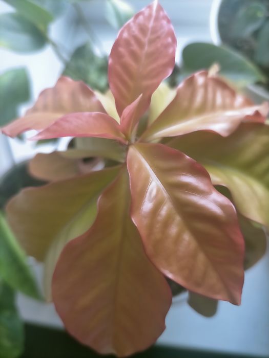 Переския Годсеффа