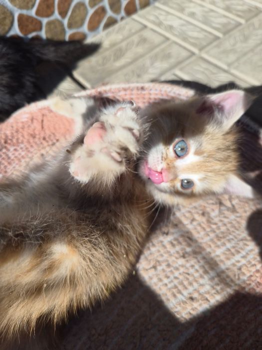 Котята бесплатно милые котики