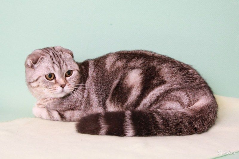 Шотландский котик