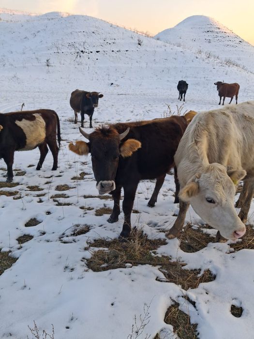 Коровы ( сиыр) продам