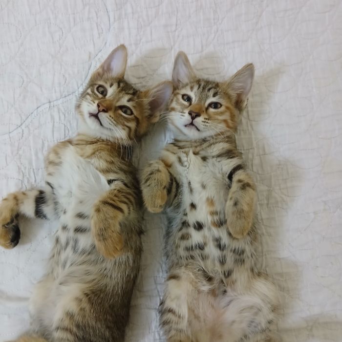 Отдам котят в добрые ручки