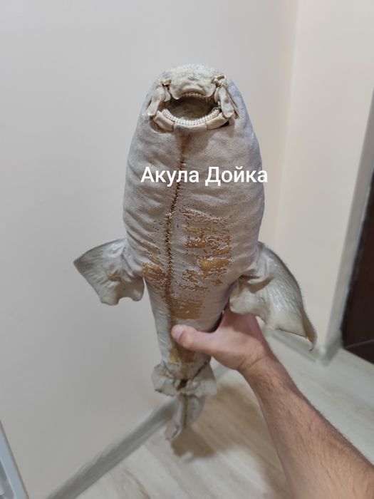 Антикварни чайници, препарирани акули