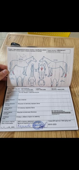 Ot sotiladi Продаётся лошадь