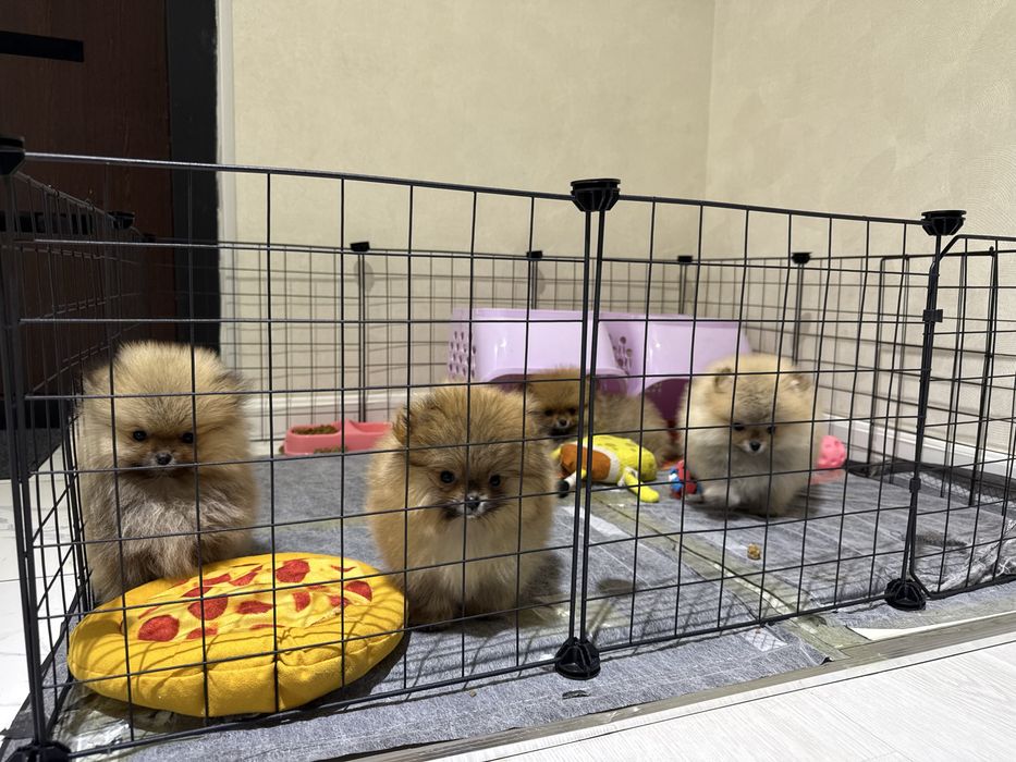 Померанский шпиц