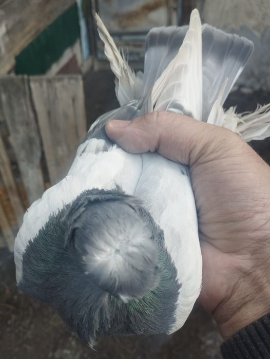 Продам самку 2025 года