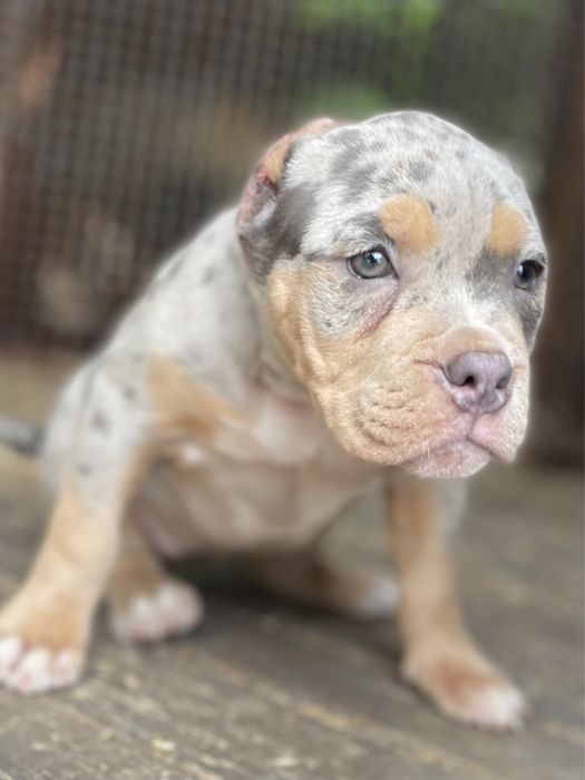 щенки американский булли