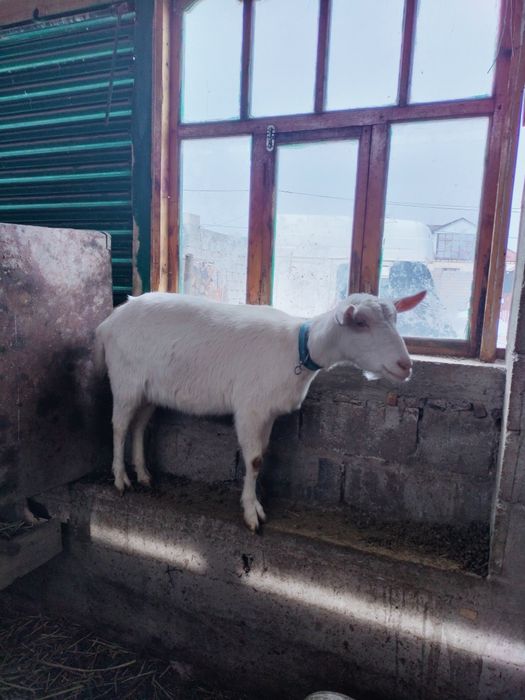 Занен ешкы Ургашы