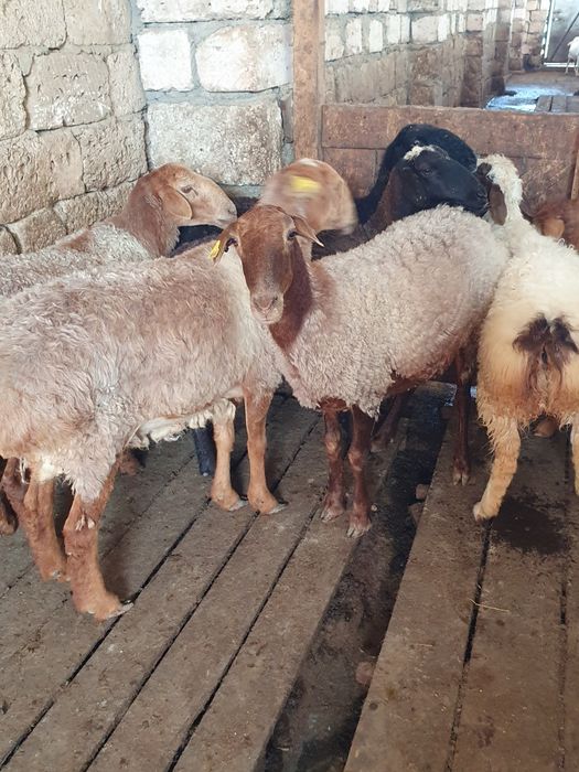 Қойлар сатылады. Бараны.