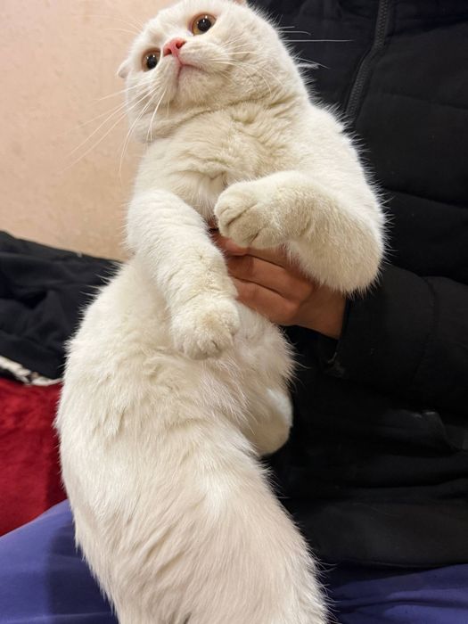 Damashni shinshila mushugi sotiladi.