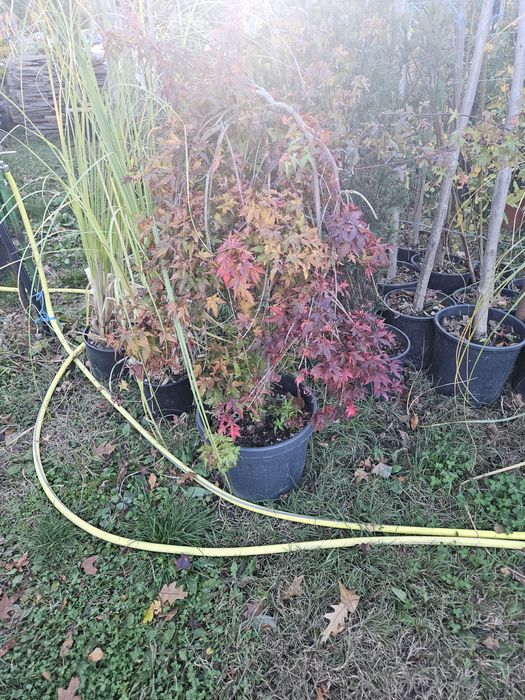 Artar japonez photinia maslin