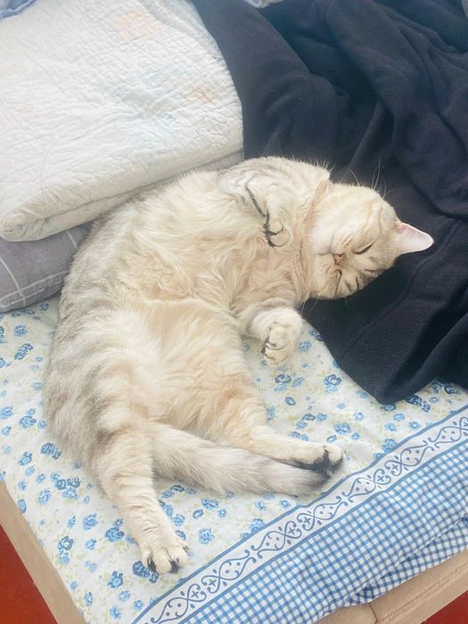 Кошка продается хороший руки