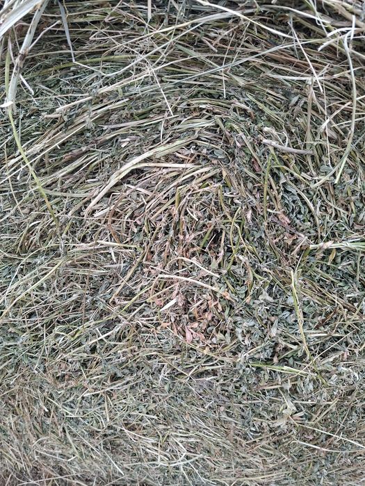 Baloți de lucernă de vânzare.