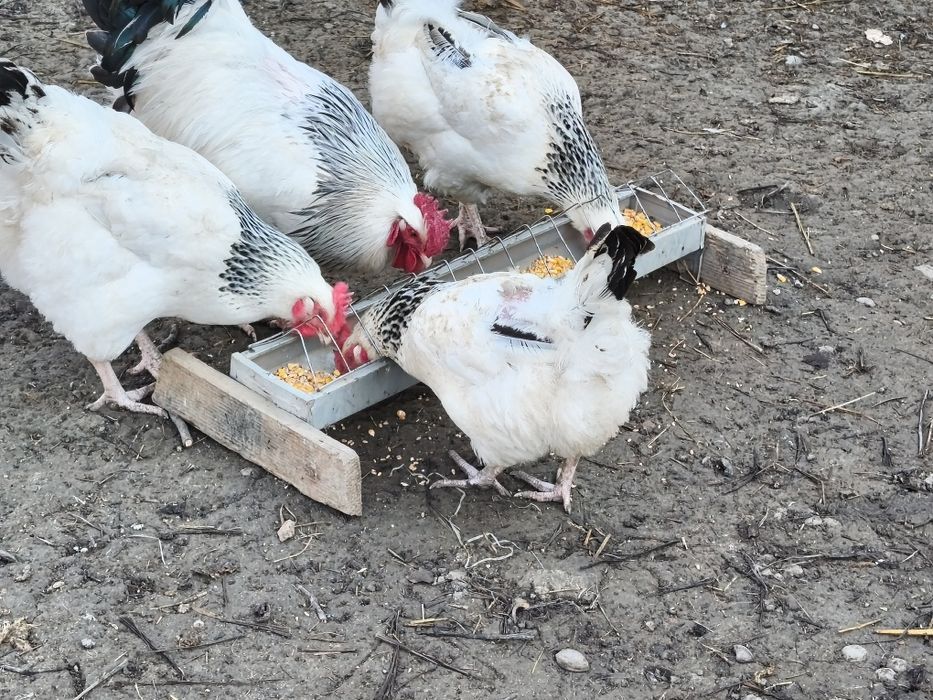 vând ouă rasa  sussex