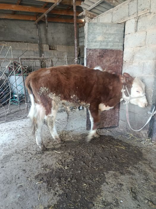 Еркек буқа сатылады