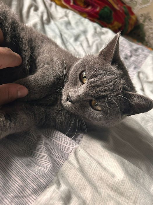 Британский хорошие милые кошки