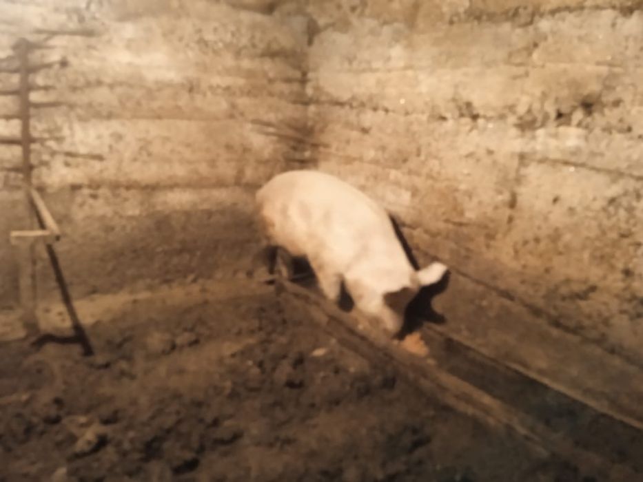 Продам свиней