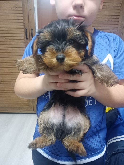 Йорки момче родено на 30 .10 .2025г с паспорт и ваксини!