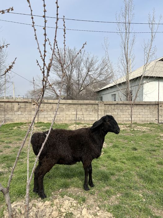 Қой, қошқар сатлады