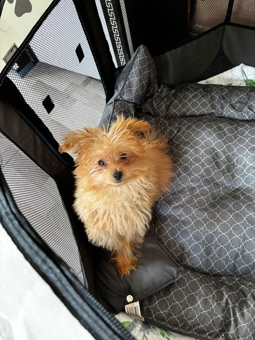 Женска  Кръстоска между пудел и померан