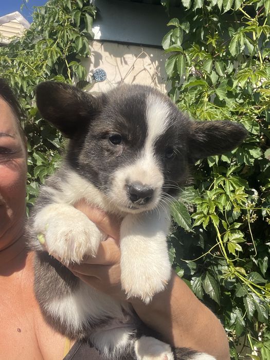 Вельш корги кадиган