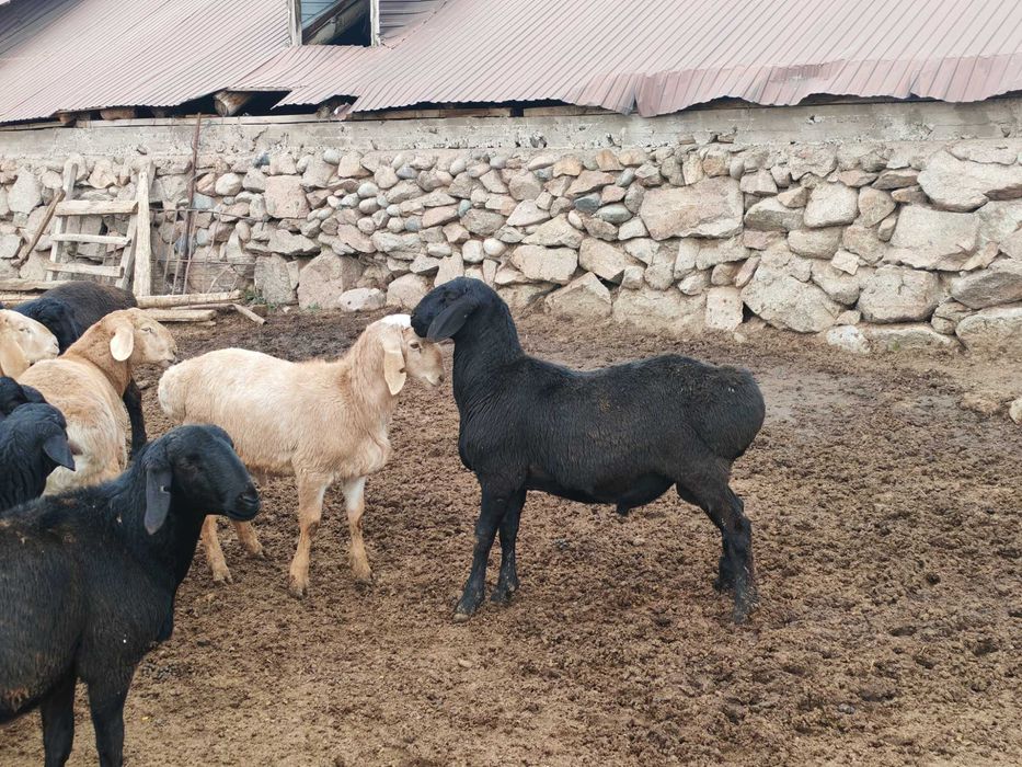 10-11 айлык токты кошкарлар