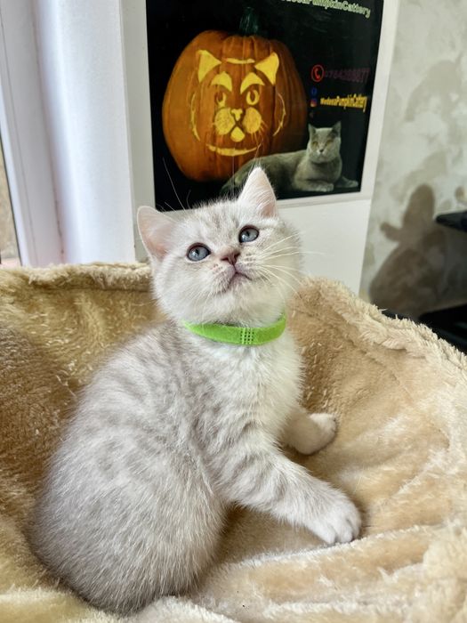 British shorthair white tabby baietel