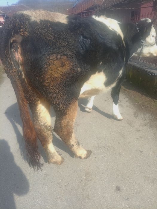 Vând vacă tânără